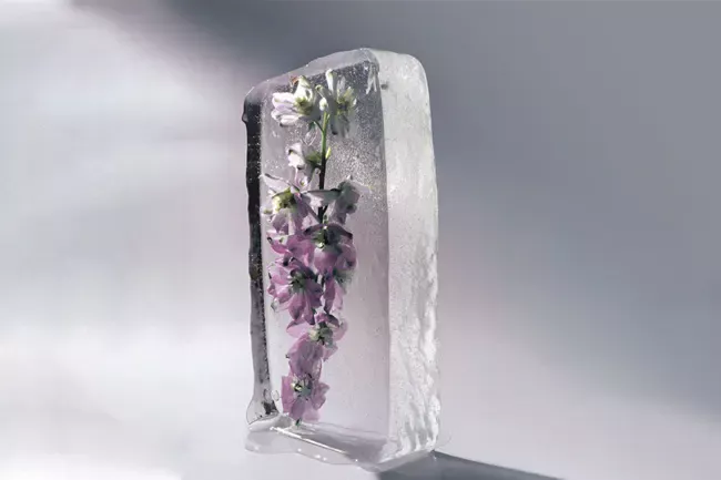 social freezing aa4fa02f