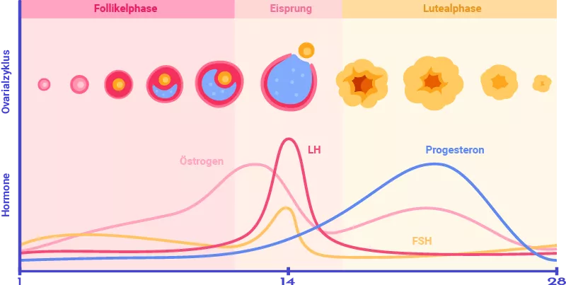 ovarialzyklus und hormone bce94267
